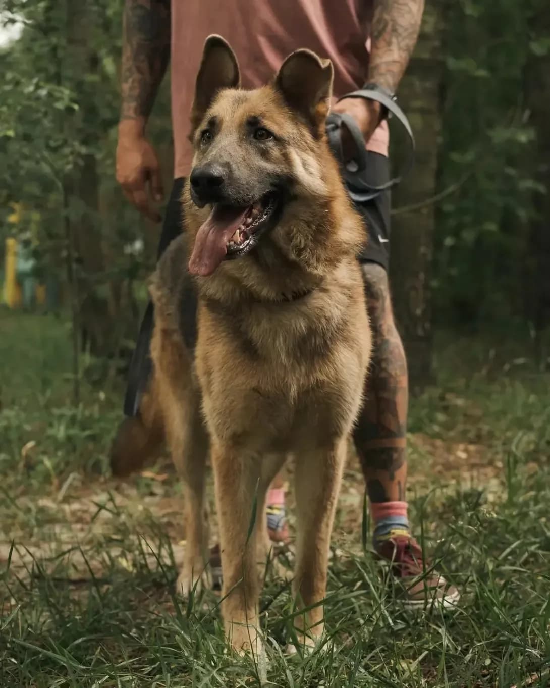 Archi (Арчі), male senior Mixed Breed for adoption at Happy Paw Kyiv