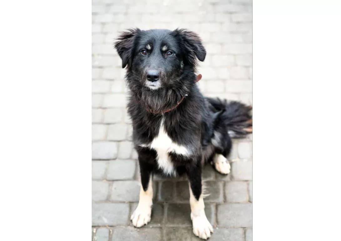 Lin (Лінь), female young Mixed Breed for adoption at Happy Paw Kyiv