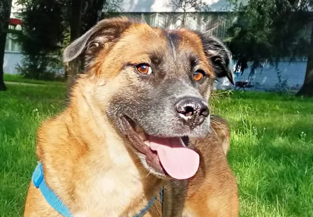 Maks (Макс), male young Mixed Breed for adoption at Happy Paw Kyiv