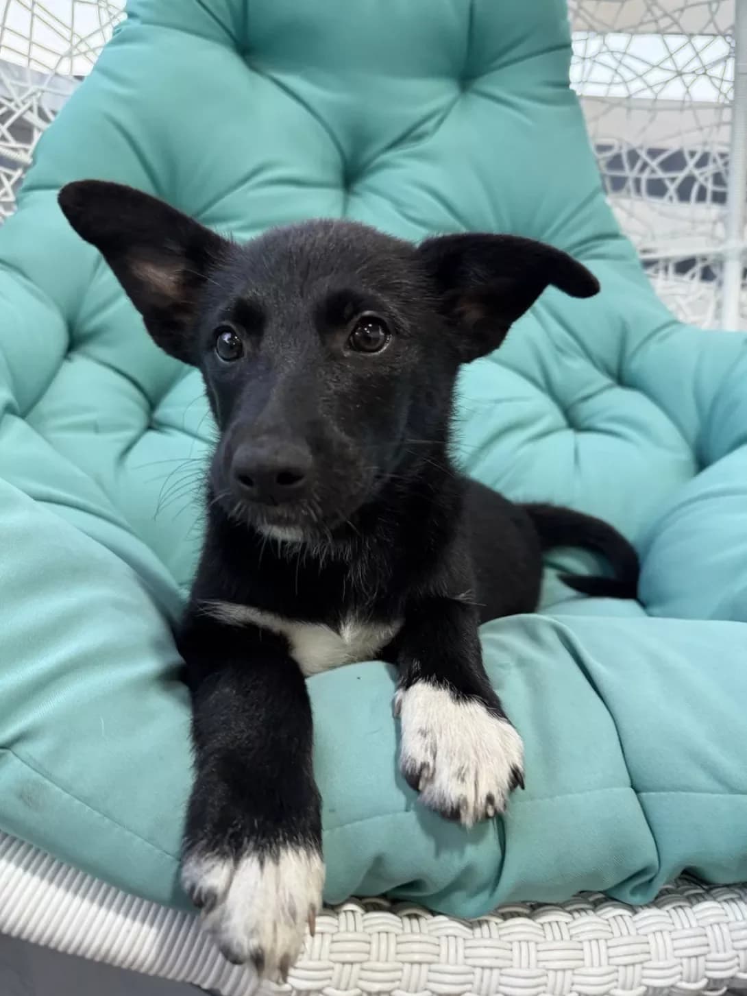 Vasilina (Василина), female young Mixed Breed for adoption at Happy Paw Kyiv
