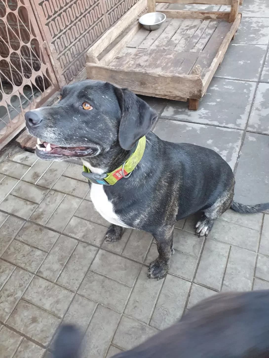 Sonichka (Сонічка), female 4yo Mixed Breed for adoption at Happy Paw Poltava