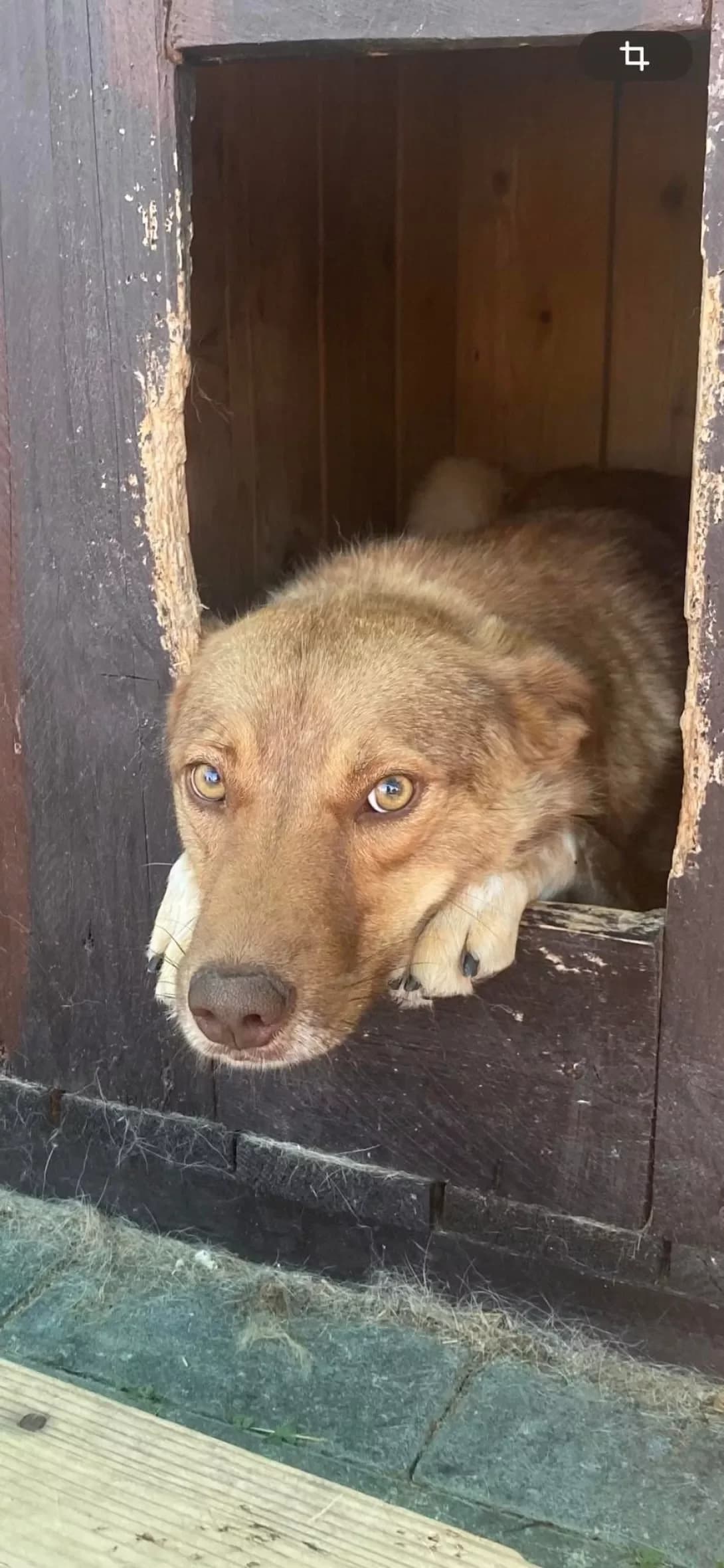 Rizhulya (Рижуля), female 4yo Mixed Breed for adoption at Happy Paw Ivano-Frankivsk Oblast
