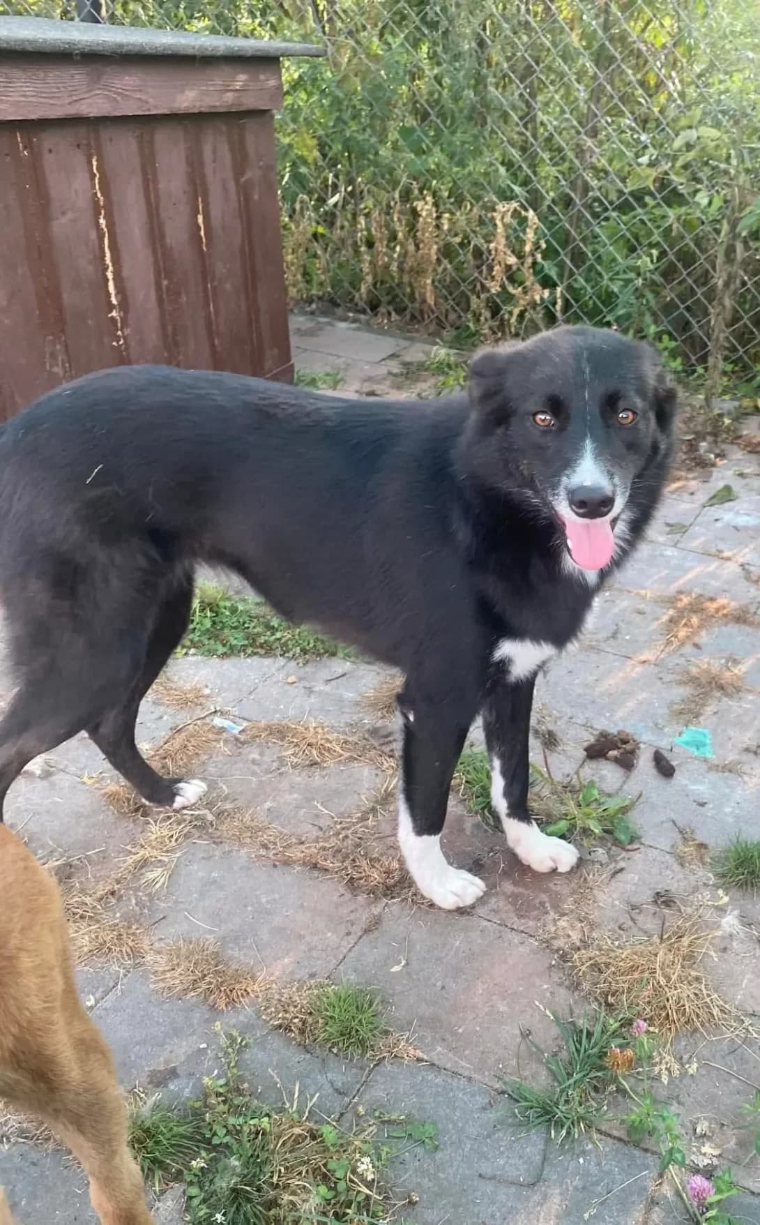 Cheri (Чері), female young Mixed Breed for adoption at Happy Paw Ivano-Frankivsk Oblast