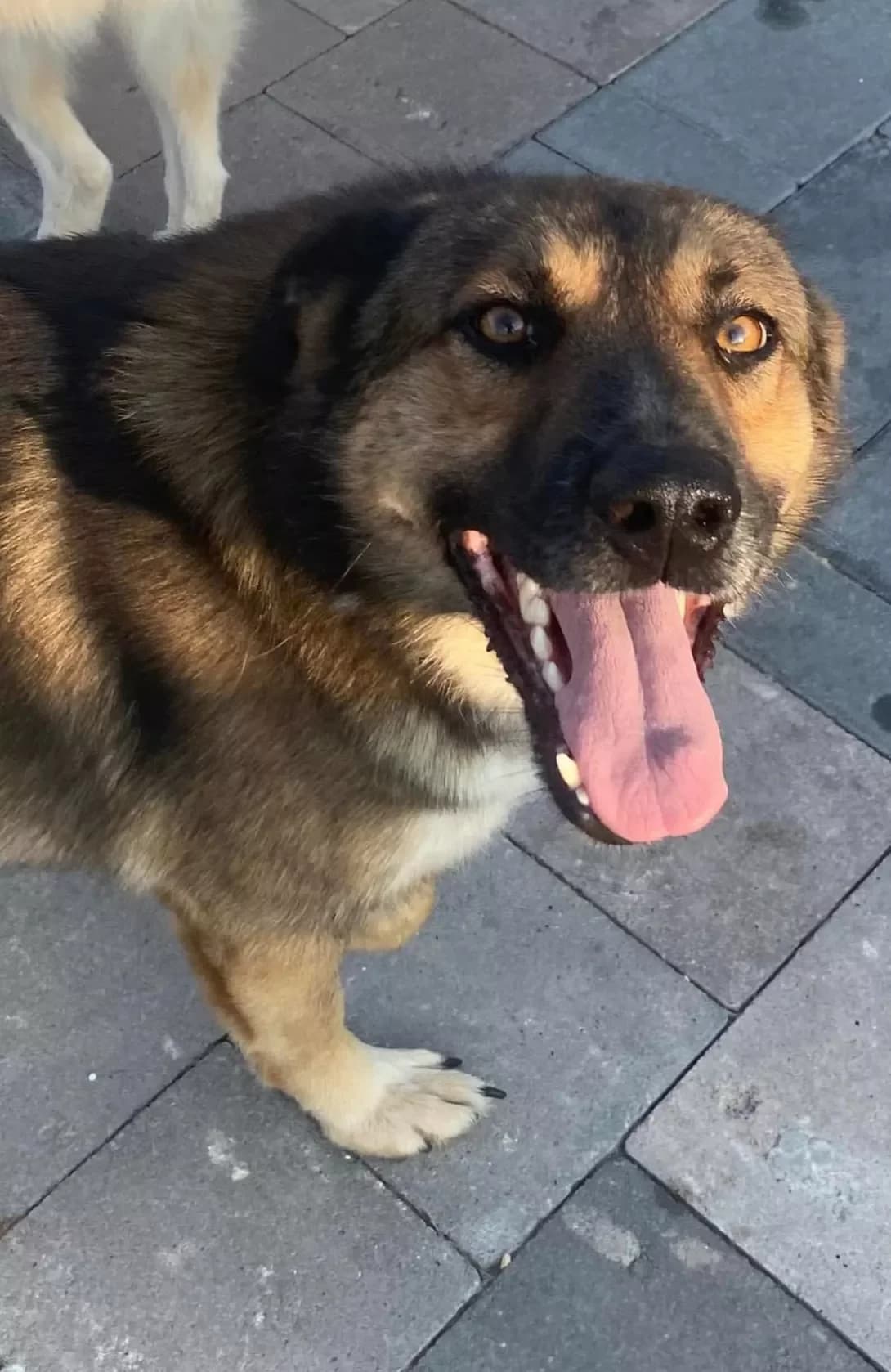 Bruno (Бруно), male 3yo Mixed Breed for adoption at Happy Paw Ivano-Frankivsk Oblast