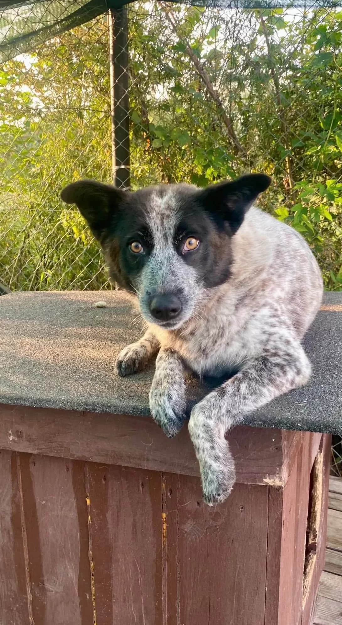 Plyamka (Плямка), female 4yo Mixed Breed for adoption at Happy Paw Ivano-Frankivsk Oblast