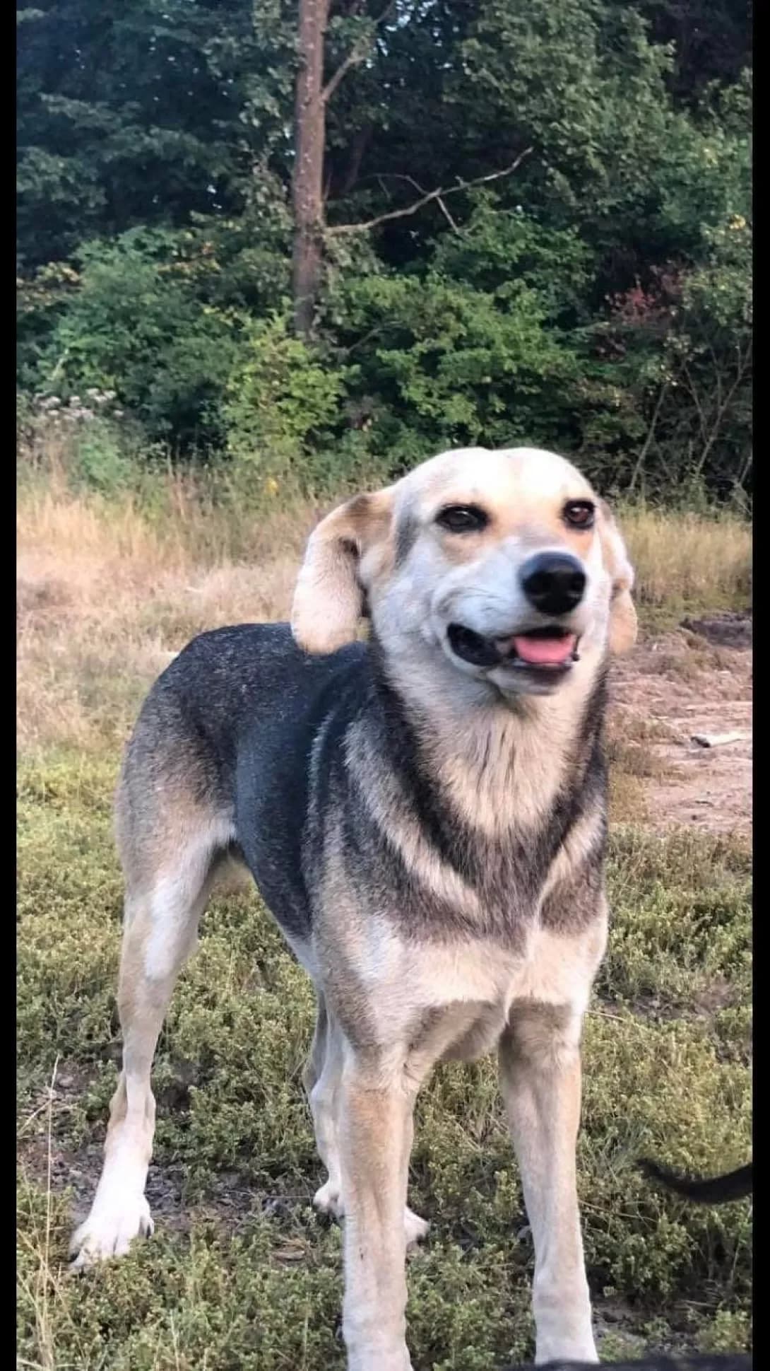 Nika (Ніка), female 6yo Mixed Breed for adoption at Happy Paw Ivano-Frankivsk Oblast