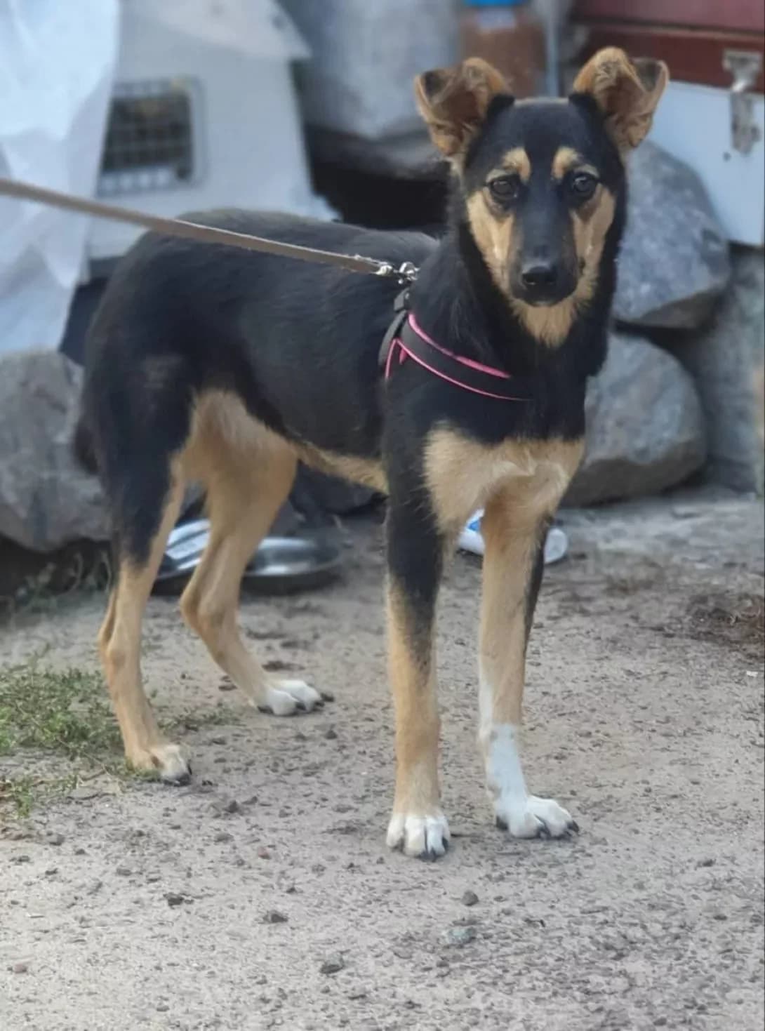 Kira (Кіра), female young Mixed Breed for adoption at Happy Paw Poltava