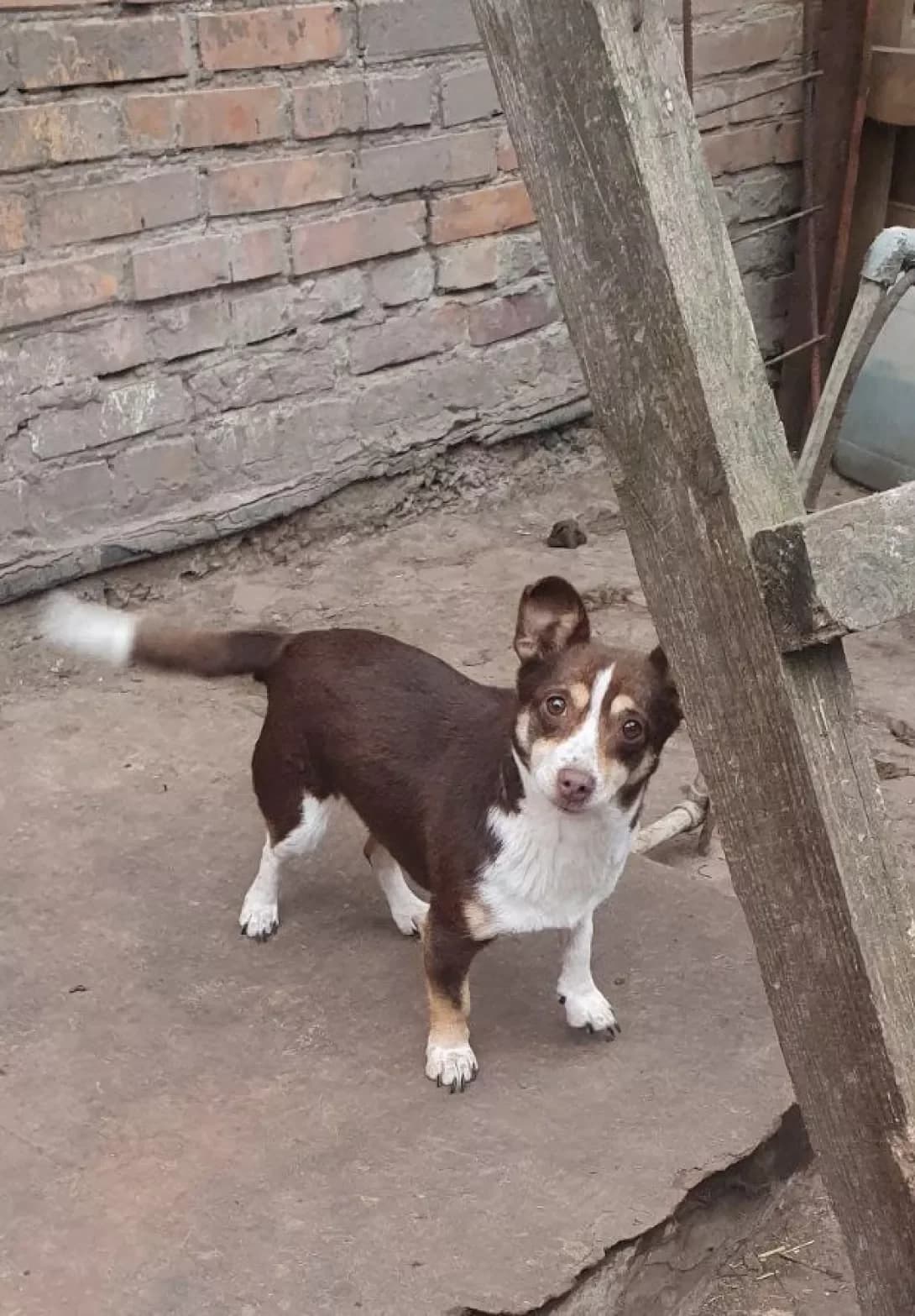 Gabi (Габі), female 4yo Mixed Breed for adoption at Happy Paw Poltava