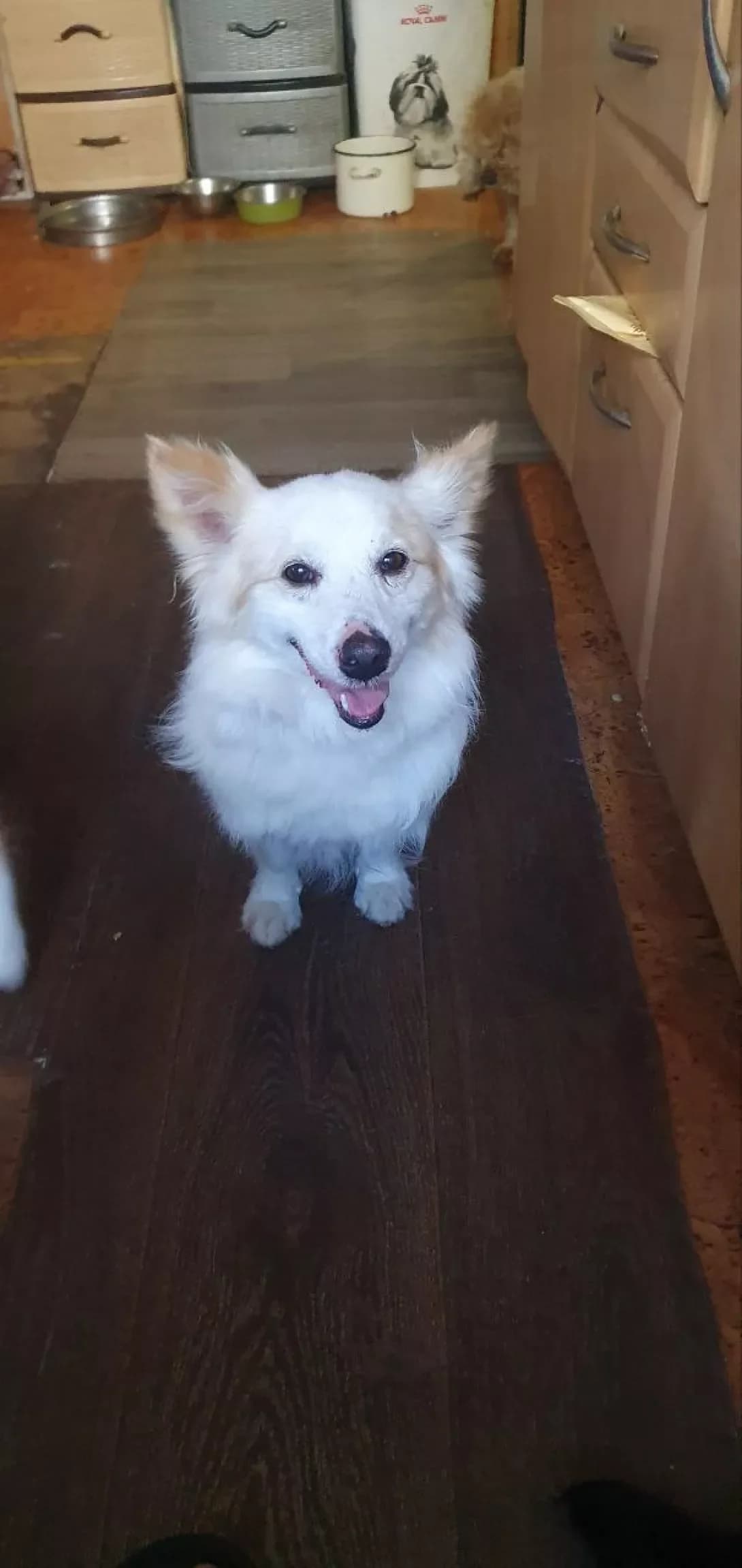 Balu (Балу), male 6yo Mixed Breed for adoption at Happy Paw Poltava