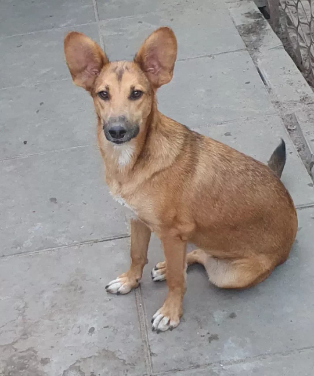 Osya (Ося), female young Mixed Breed for adoption at Happy Paw Poltava