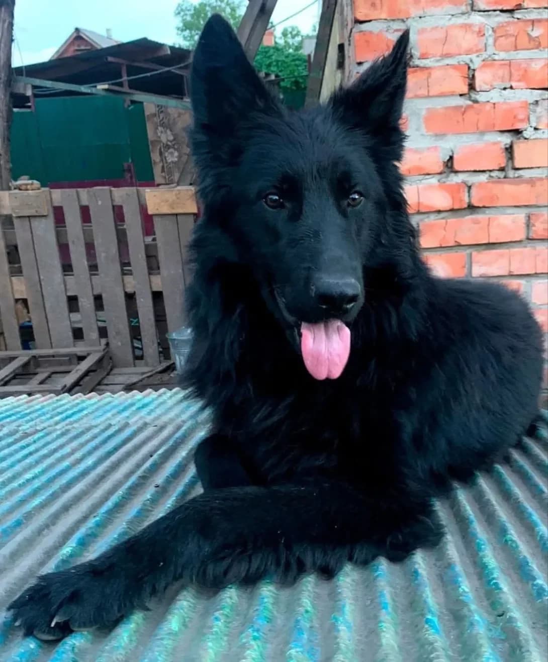 Sem (Сем), male 3yo Mixed Breed for adoption at Happy Paw Poltava