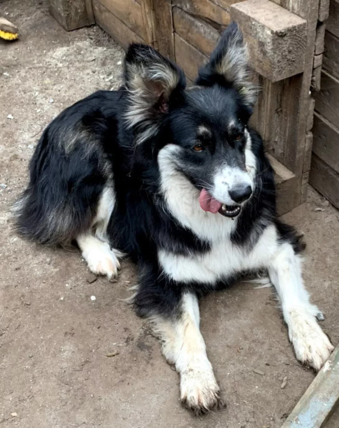 Sabina (Сабіна), female 3yo Mixed Breed for adoption at Happy Paw Poltava