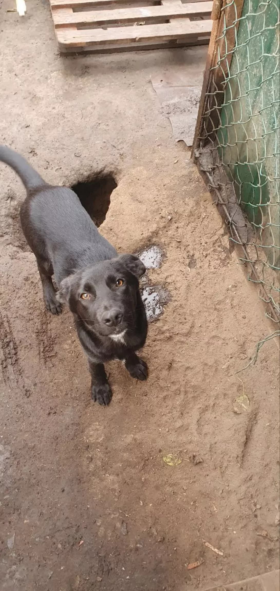Kay (Кай), male young Mixed Breed for adoption at Happy Paw Poltava