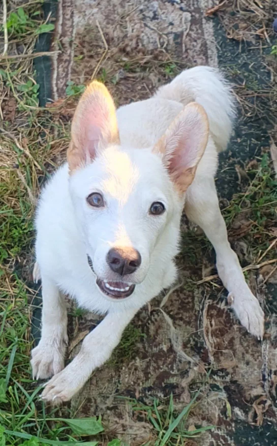Vayt (Вайт), male young Mixed Breed for adoption at Happy Paw Poltava