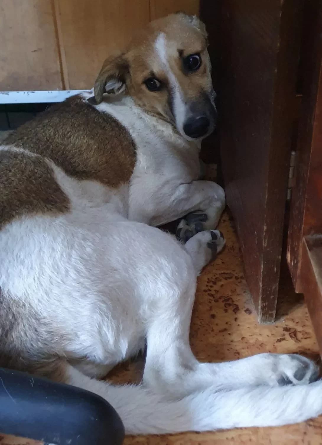 Mirinda (Мірінда), female young Mixed Breed for adoption at Happy Paw Poltava
