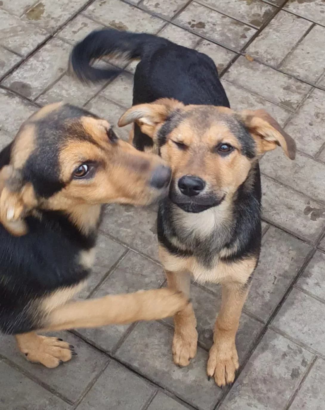 Gerda i Manyunya (Герда і Манюня), female young Mixed Breed for adoption at Happy Paw Poltava