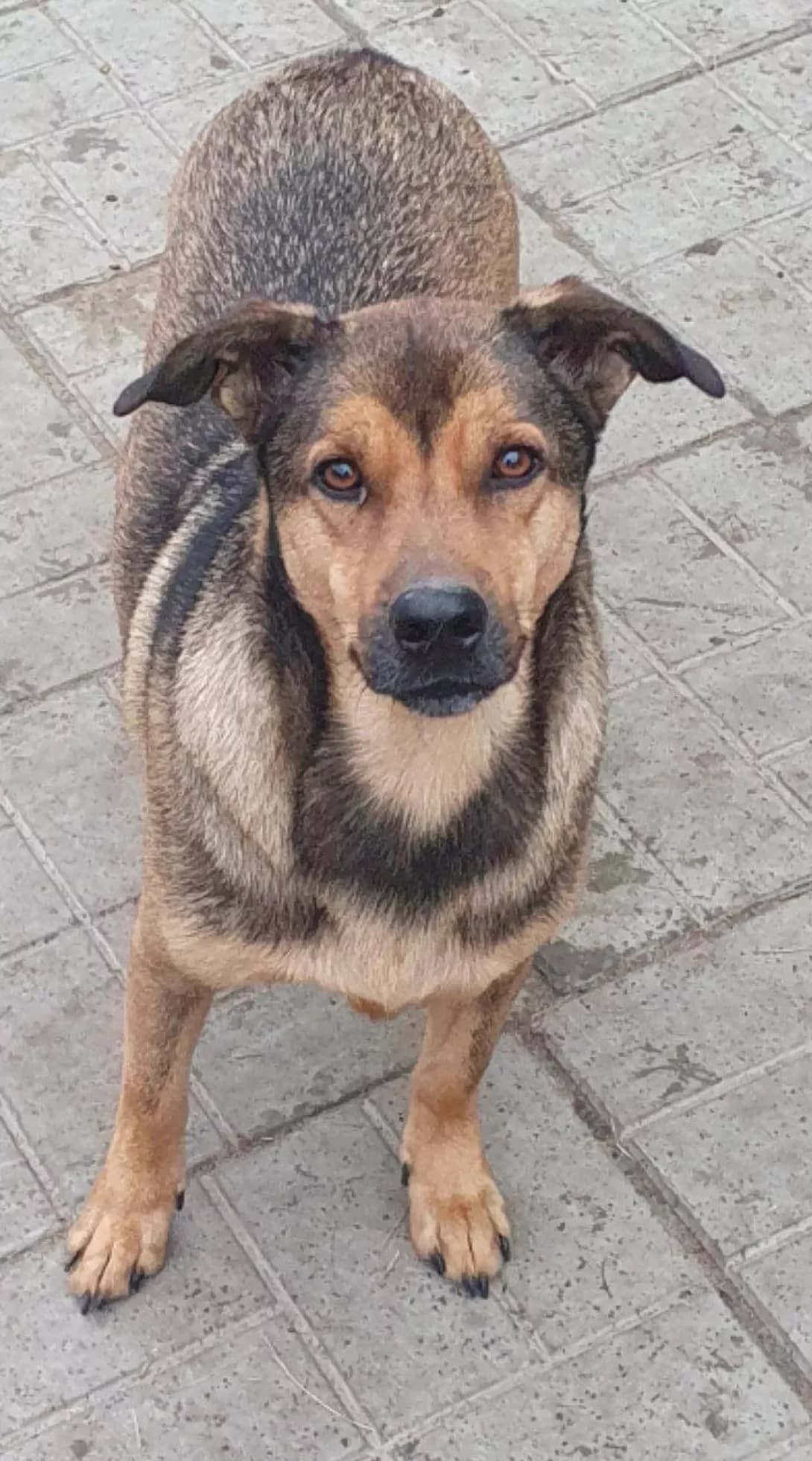 Krotya (Кротя), male 3yo Mixed Breed for adoption at Happy Paw Poltava