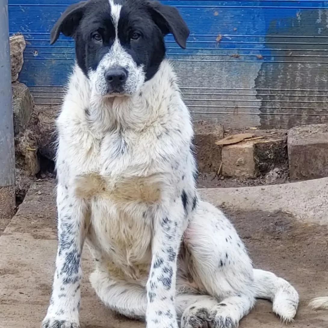 Mishlen (Мішлен), female young Mixed Breed for adoption at Happy Paw Poltava