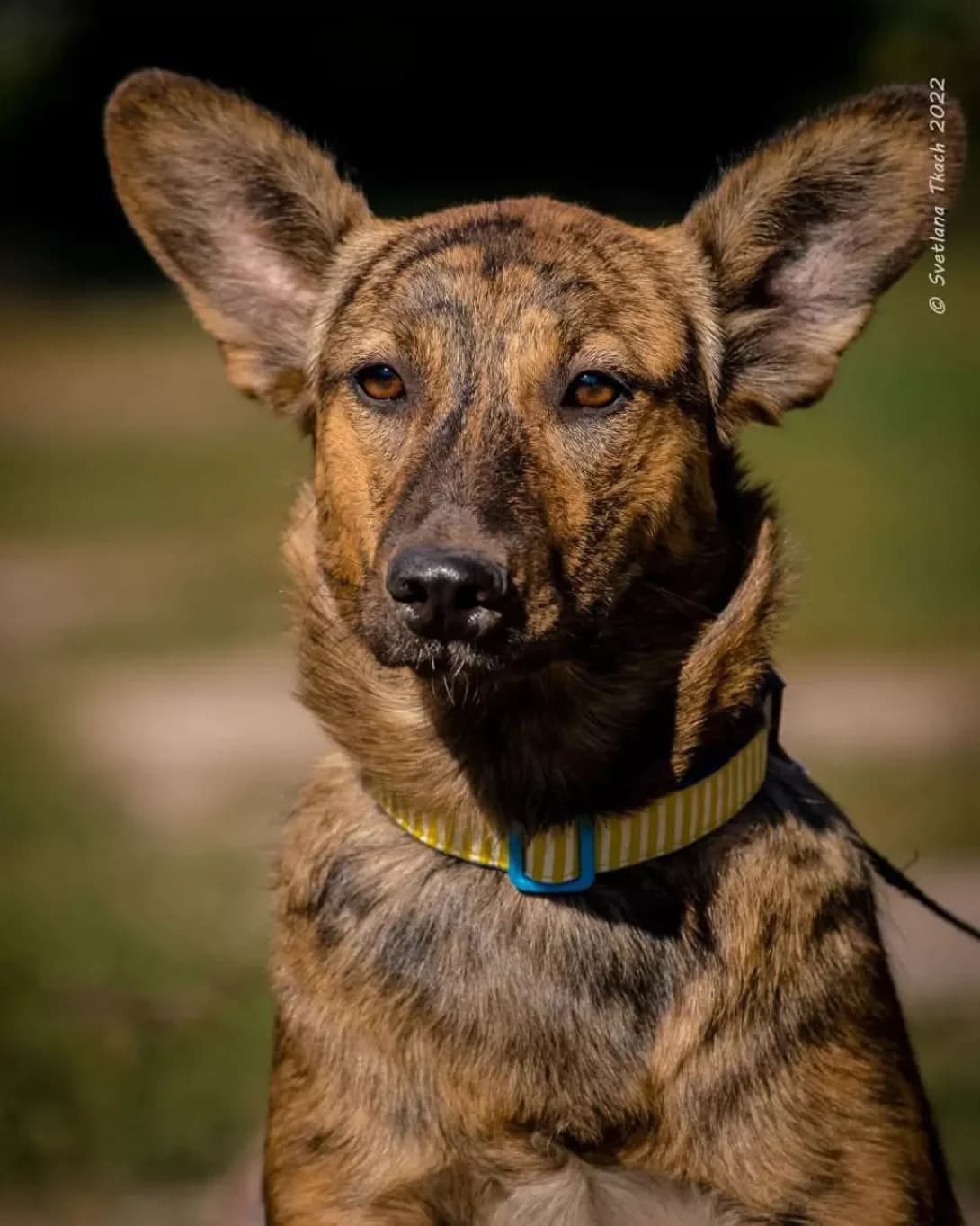 Nyusha (Нюша), female 4yo Mixed Breed for adoption at Happy Paw Poltava