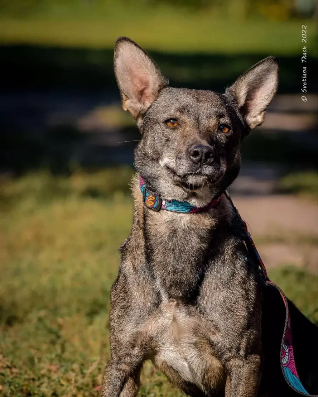 Shushu (Шушу), female 3yo Mixed Breed for adoption at Happy Paw Poltava