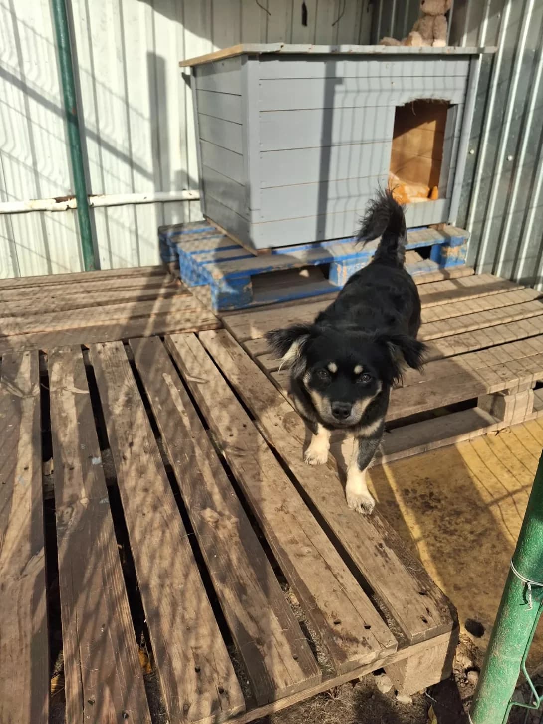 Deyzi (Дейзі), female young Mixed Breed for adoption at Happy Paw Poltava