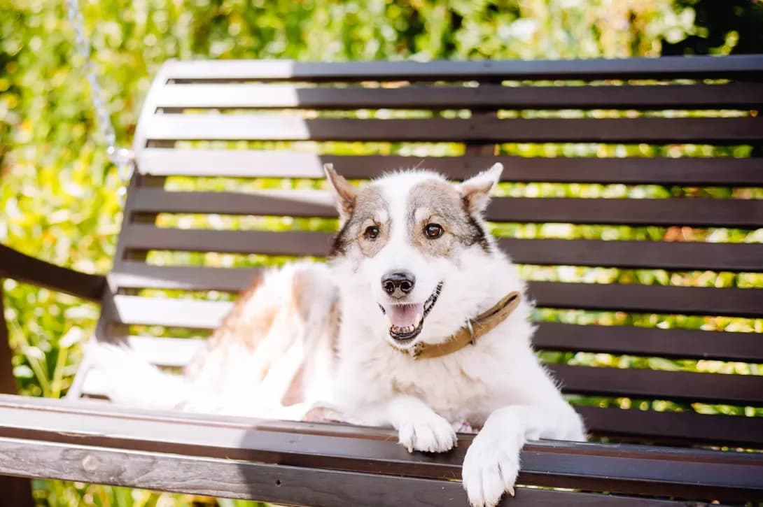 Richi (Річі), male 5yo Mixed Breed for adoption at Happy Paw Poltava