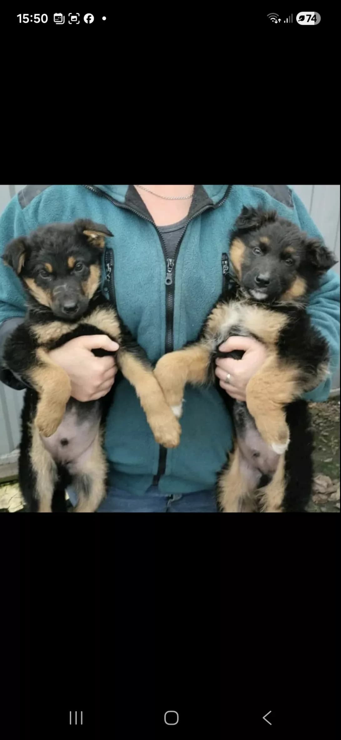 Tsutsenyata khlopchiki Bim i Bom (Цуценята хлопчики Бім і Бом), male puppy Mixed Breed for adoption at Happy Paw Poltava