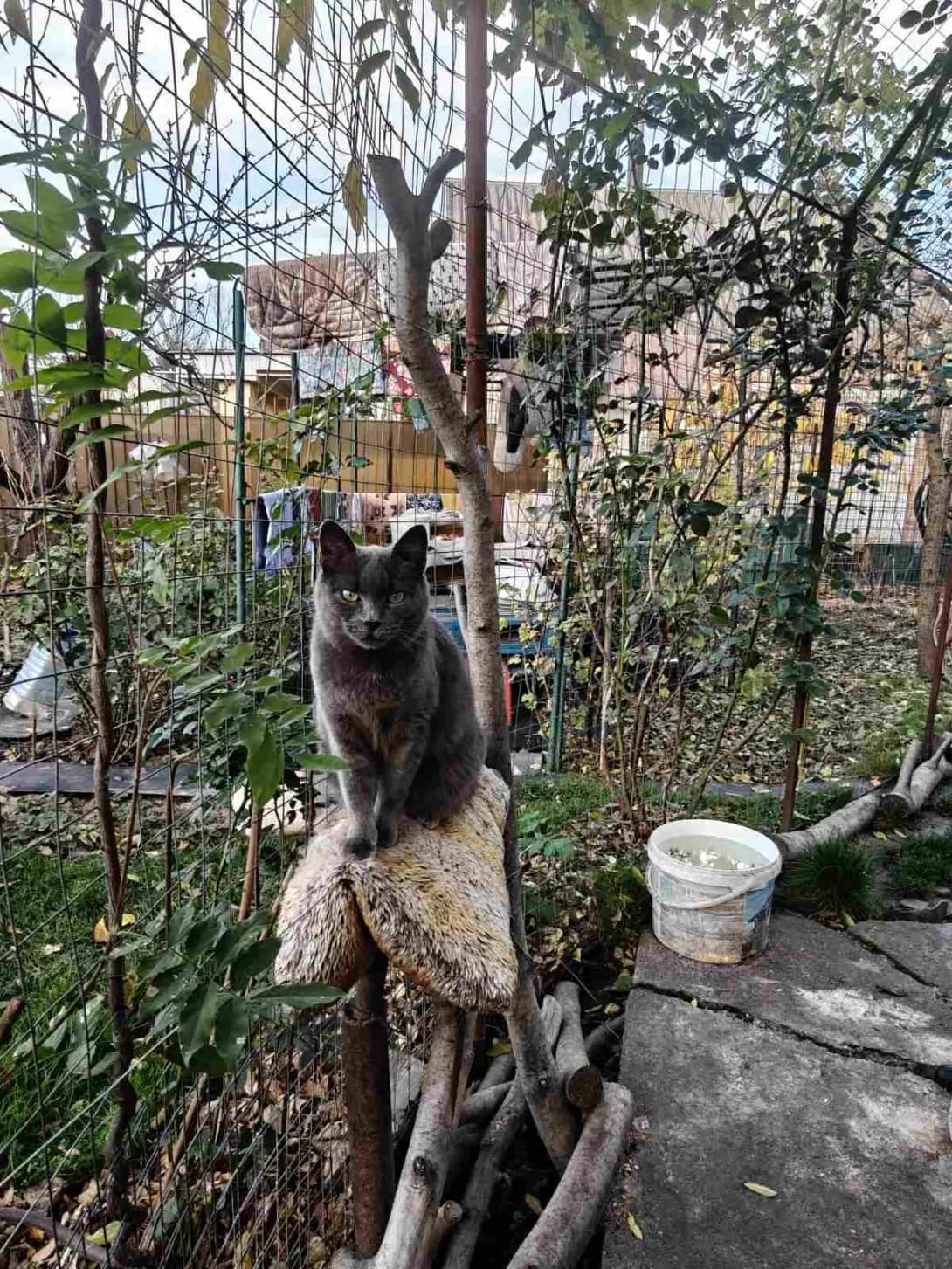 Darsi (Дарсі), female 3yo Mixed Breed for adoption at Happy Paw Poltava