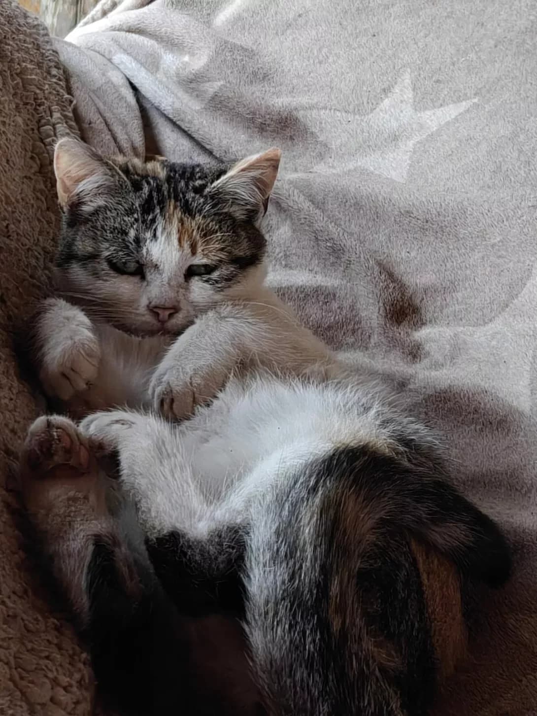 Karamelka (Карамелька), female young Mixed Breed for adoption at Happy Paw Poltava