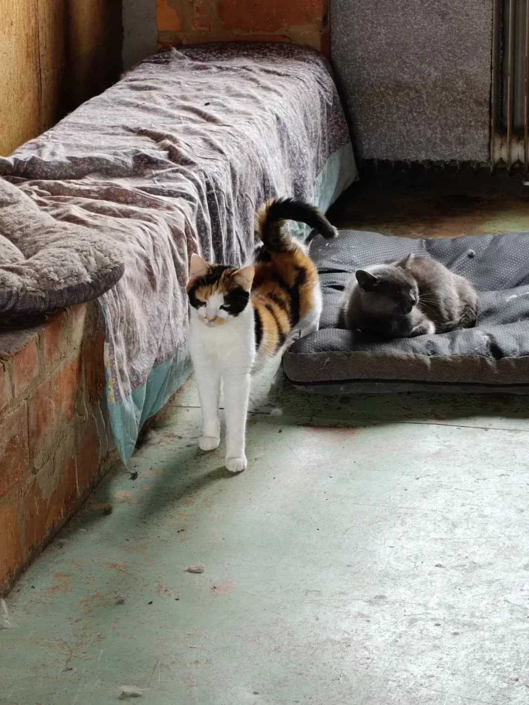 Elya (Еля), female young Mixed Breed for adoption at Happy Paw Poltava