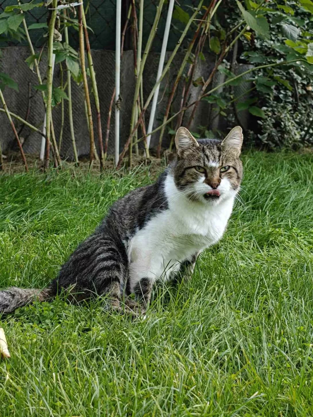 Bodya (Бодя), male 4yo Mixed Breed for adoption at Happy Paw Poltava