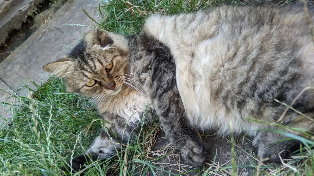 Tarzan (Тарзан), male 4yo Mixed Breed for adoption at Happy Paw Poltava