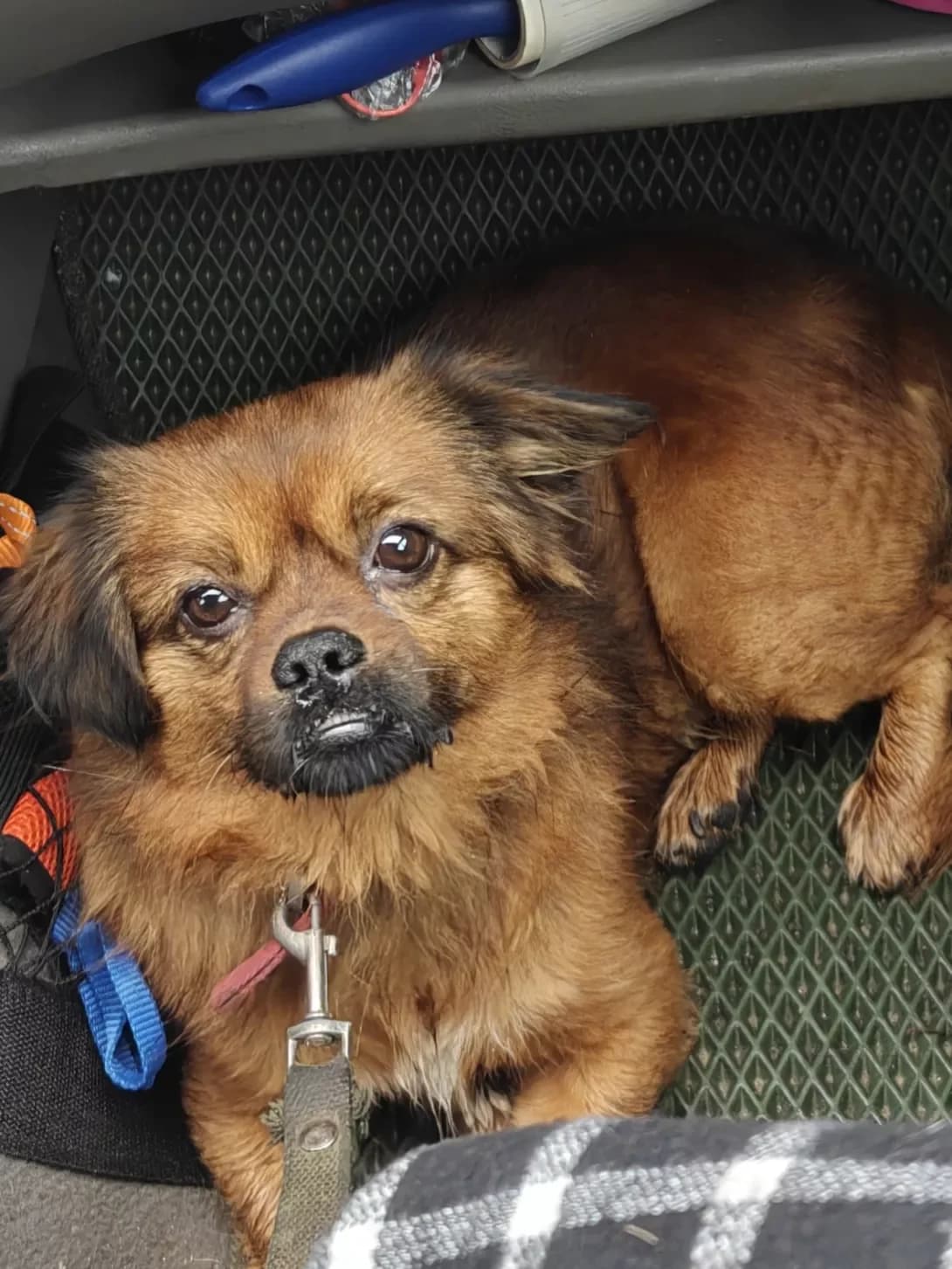 Bonya (Боня), male 3yo Mixed Breed for adoption at Happy Paw Poltava