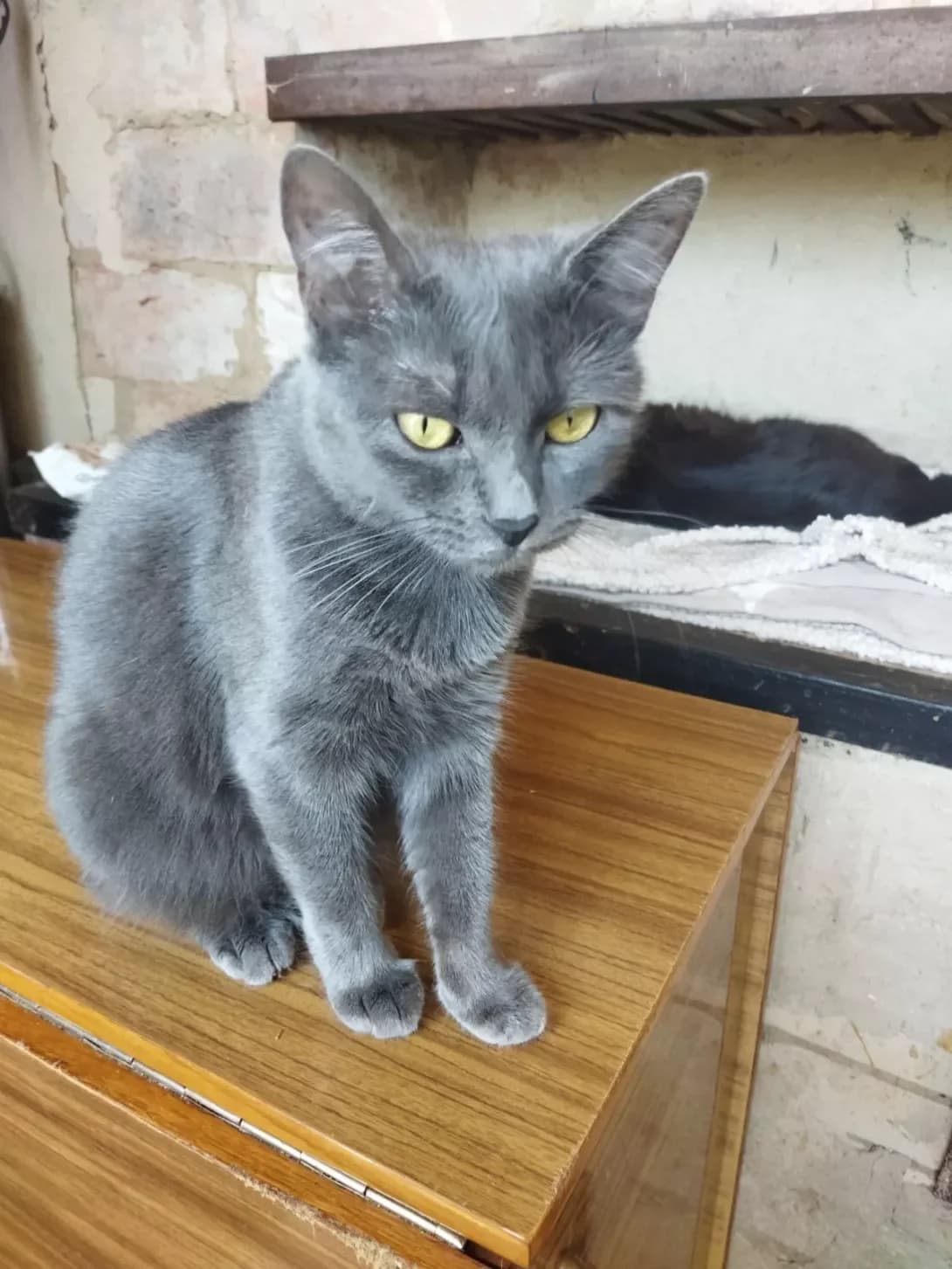 Dimka (Димка), female young Mixed Breed for adoption at Happy Paw Poltava