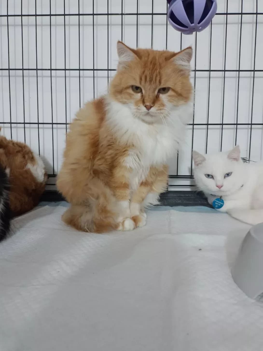 Betsi (Бетсі), female young Mixed Breed for adoption at Happy Paw Poltava