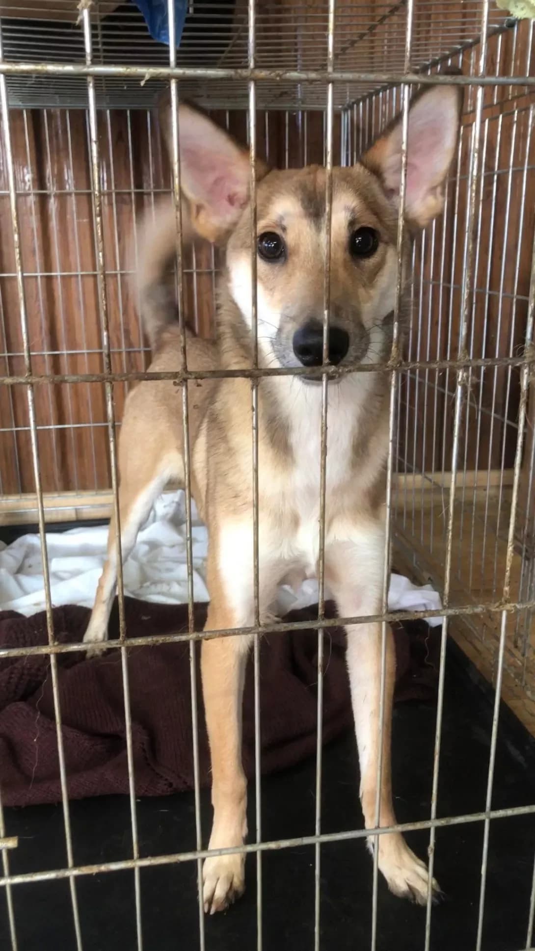 Izya (Ізя), female young Mixed Breed for adoption at Happy Paw Ivano-Frankivsk Oblast