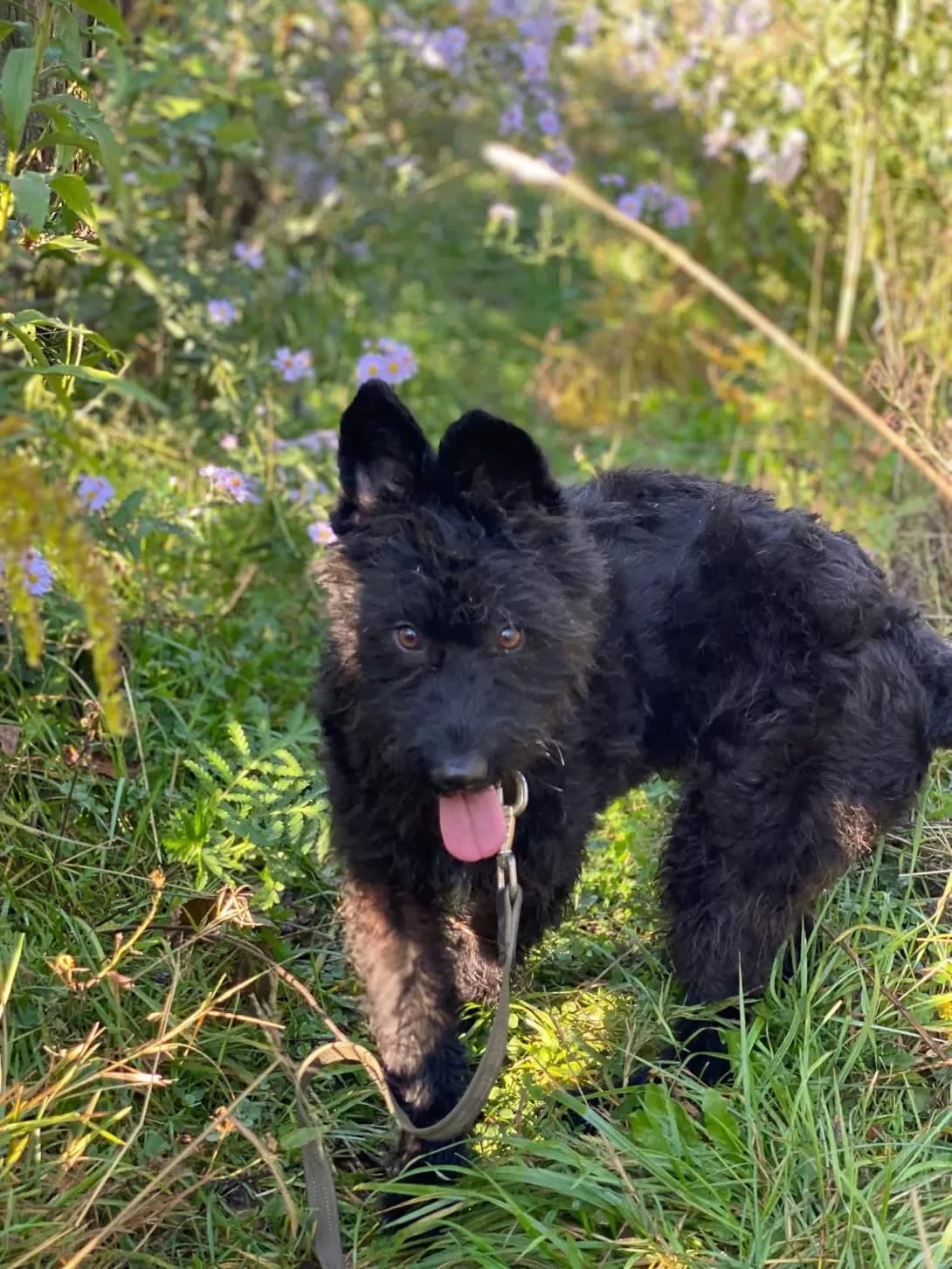 Dolli (Доллі), female young Mixed Breed for adoption at Happy Paw Ivano-Frankivsk Oblast