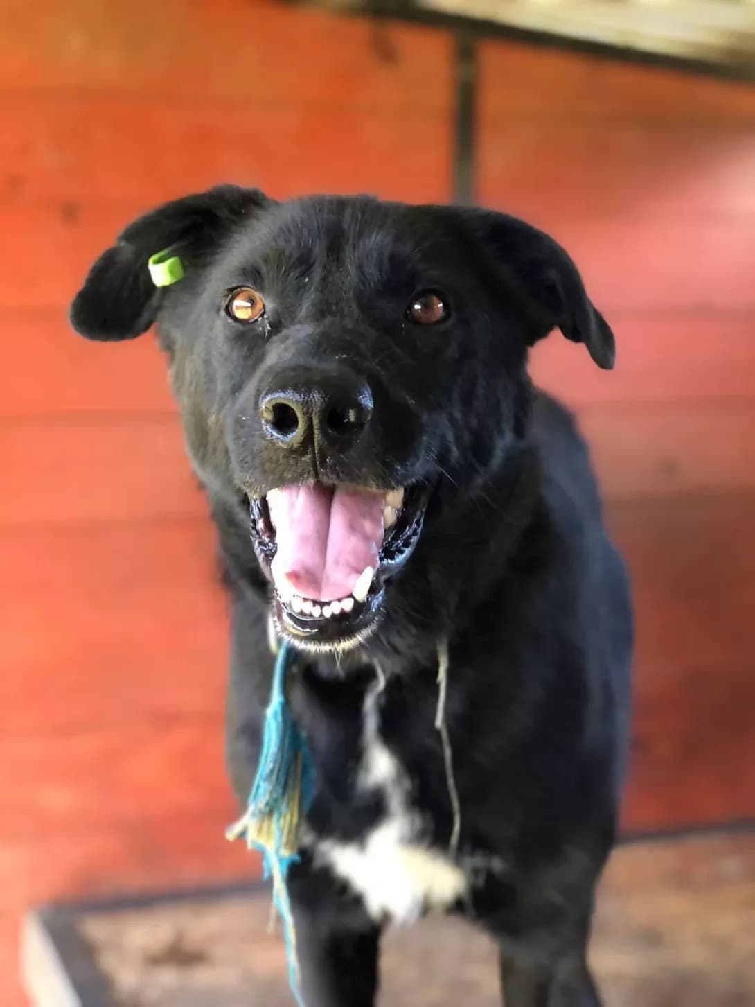 Baddi (Бадді), male young Mixed Breed for adoption at Happy Paw Ivano-Frankivsk Oblast