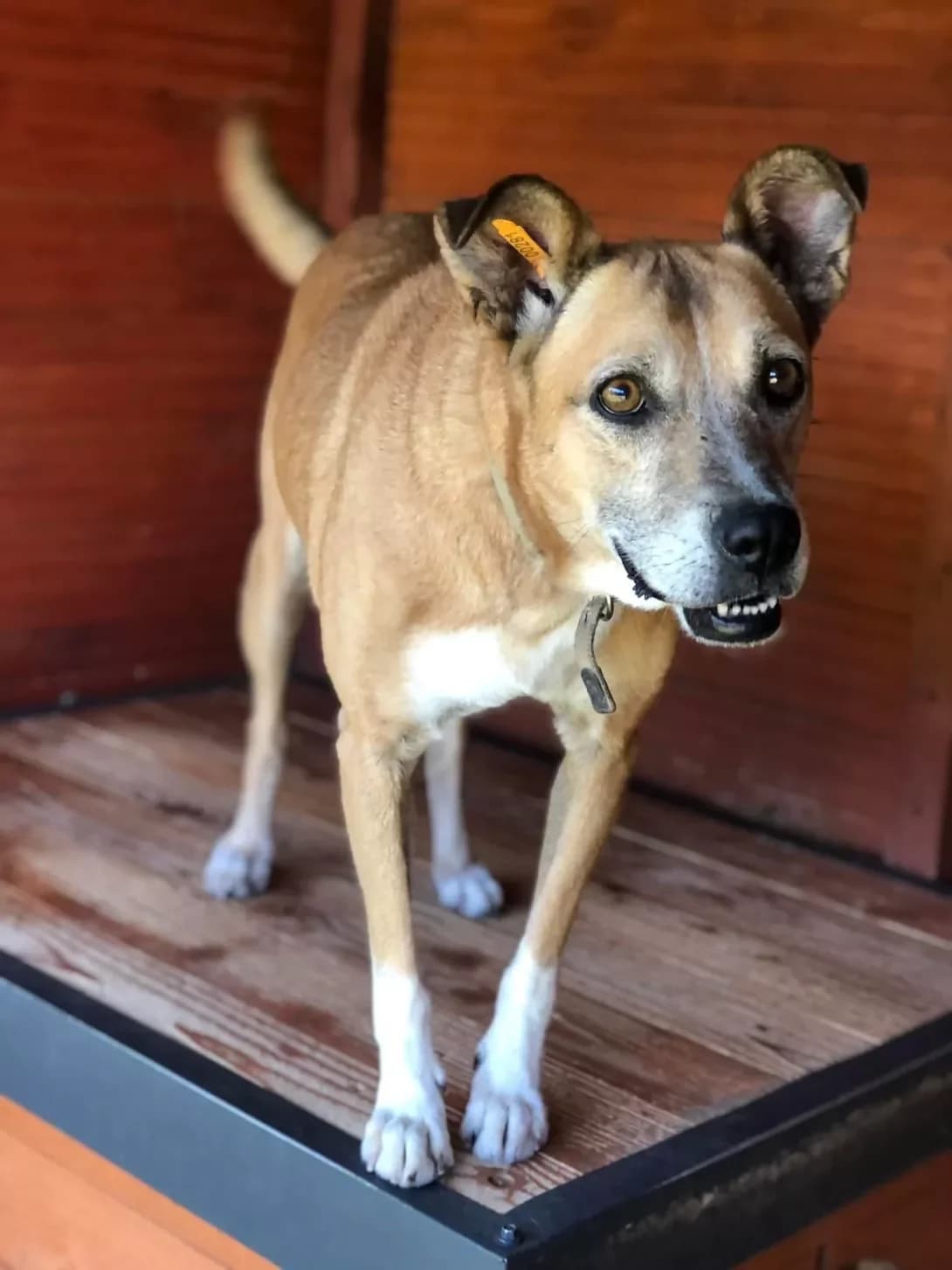 Gretta (Гретта), female 7yo Mixed Breed for adoption at Happy Paw Ivano-Frankivsk Oblast