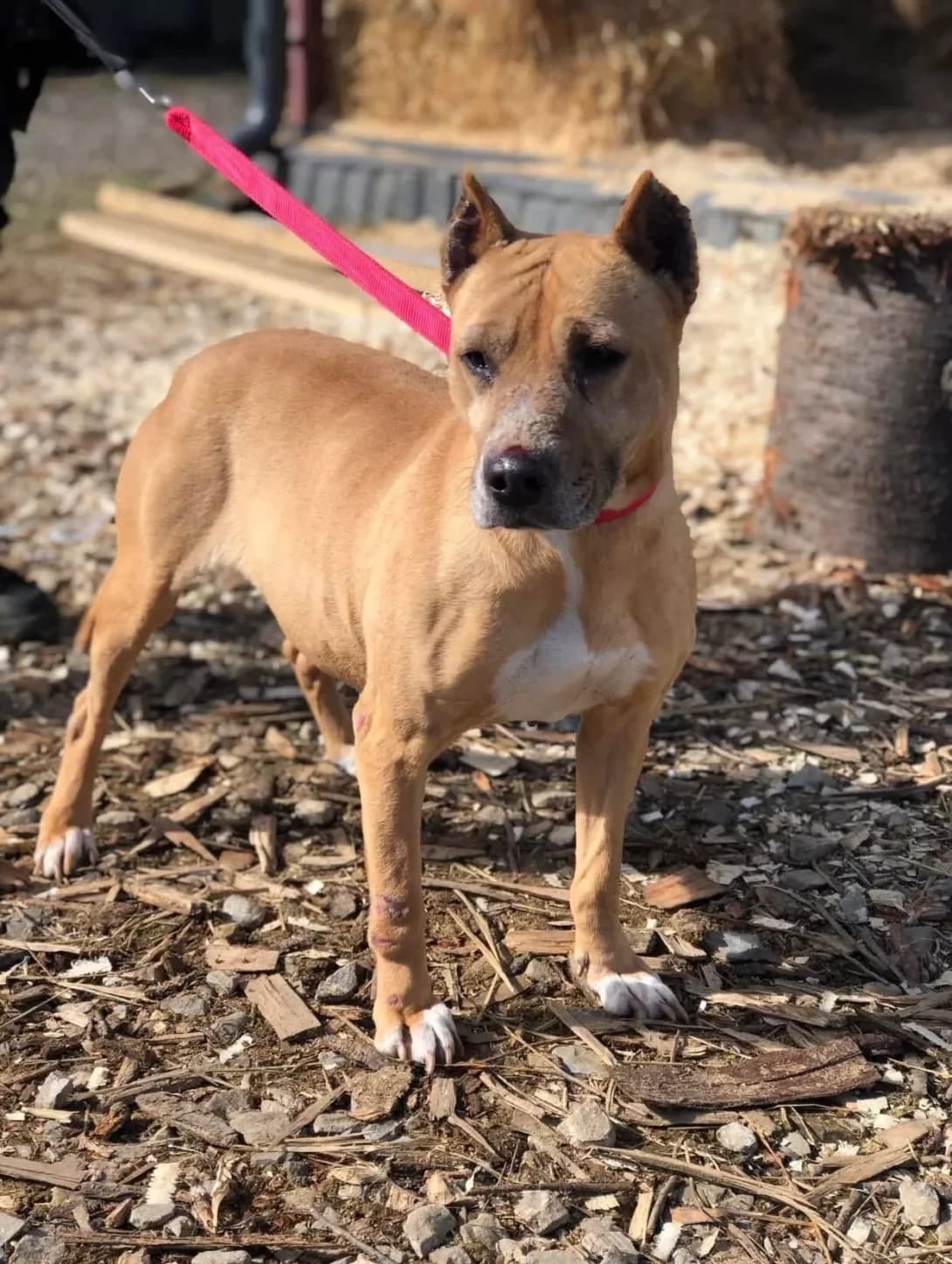 Kristi (Крісті), female 5yo Mixed Breed for adoption at Happy Paw Ivano-Frankivsk Oblast