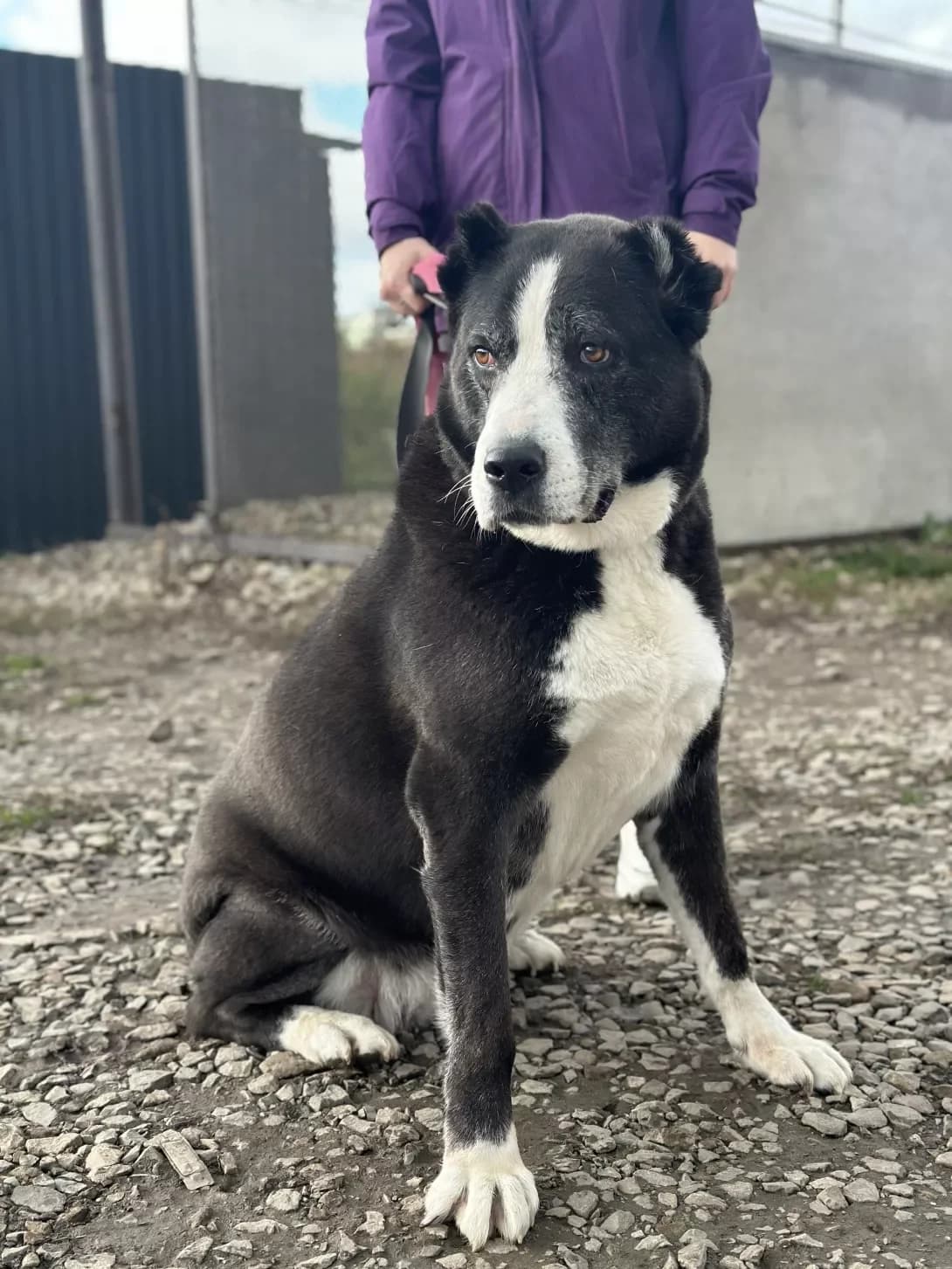 Elza (Ельза), female young Mixed Breed for adoption at Happy Paw Ivano-Frankivsk Oblast