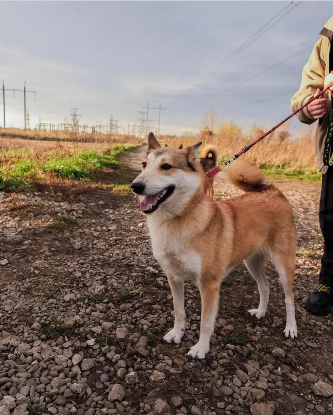 Laya (Лая), female young Mixed Breed for adoption at Happy Paw Ivano-Frankivsk Oblast