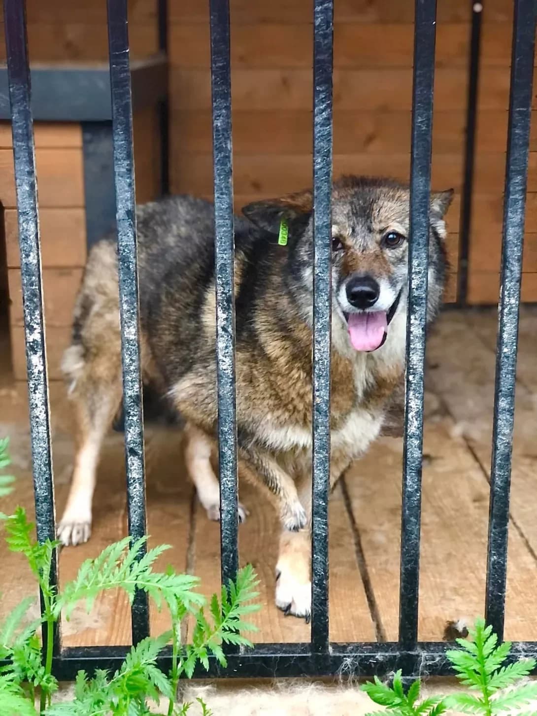 Lapa (Лапа), female 6yo Mixed Breed for adoption at Happy Paw Ivano-Frankivsk Oblast