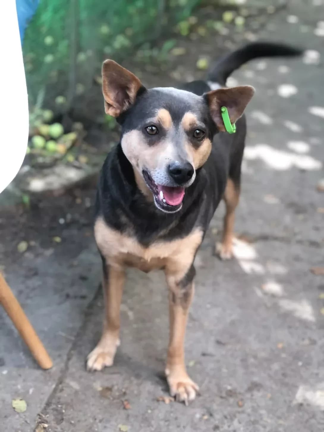Sonya (Соня), female young Mixed Breed for adoption at Happy Paw Ivano-Frankivsk Oblast