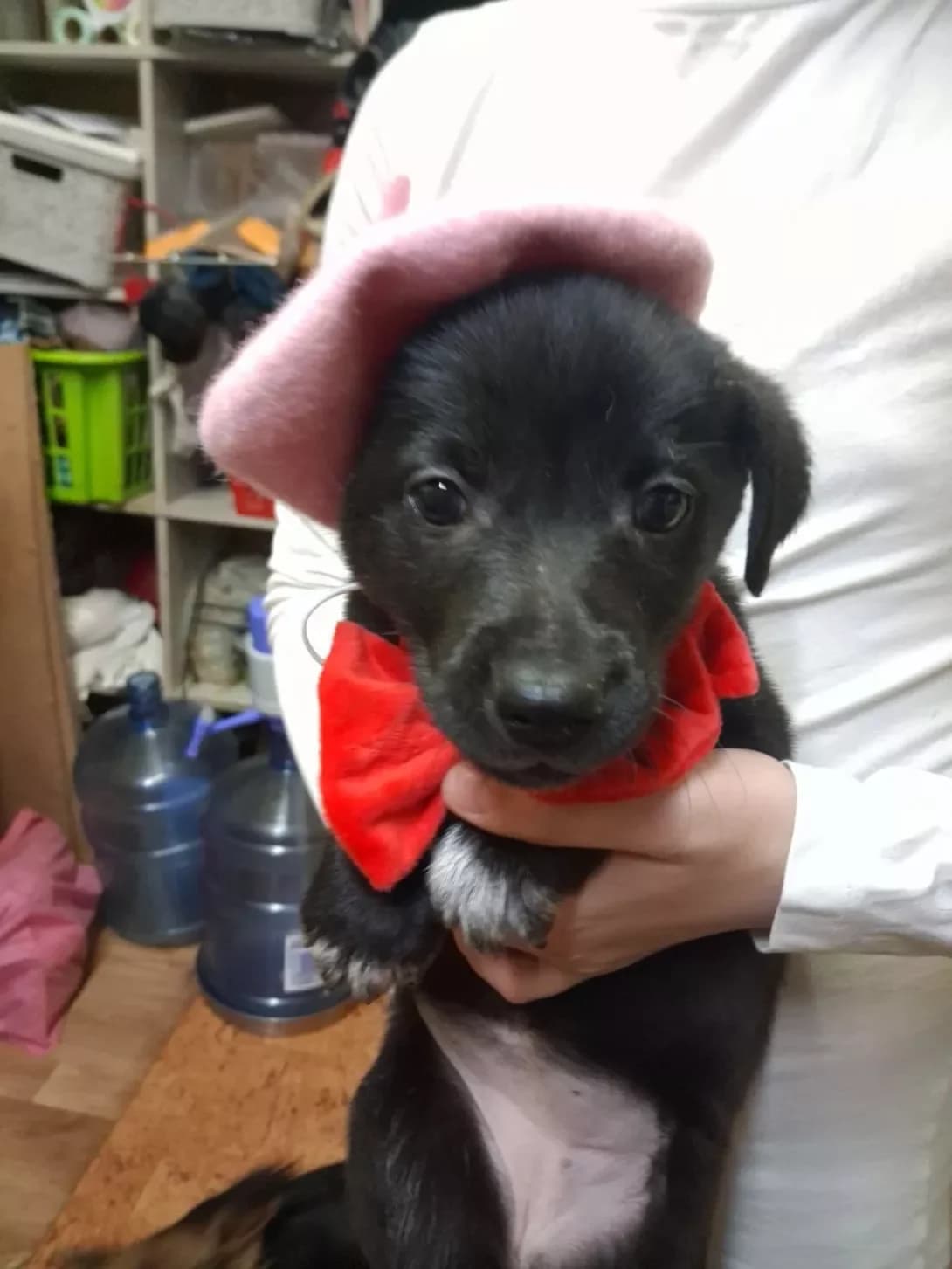 Edit (Едіт), female puppy Mixed Breed for adoption at Happy Paw Poltava