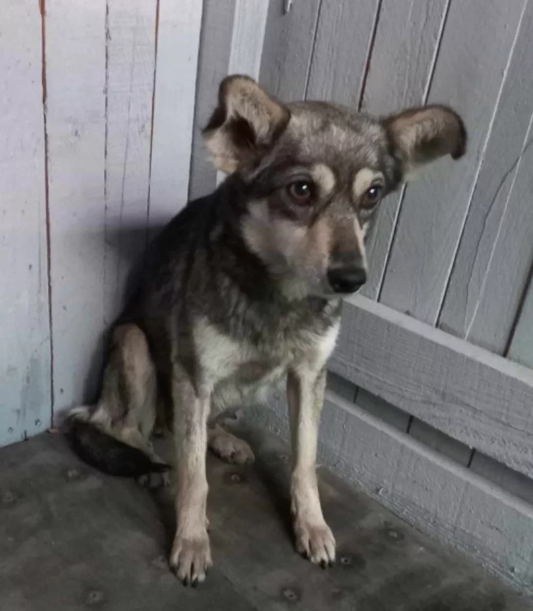 Cheburashka (Чебурашка), female 4yo Mixed Breed for adoption at Happy Paw Poltava