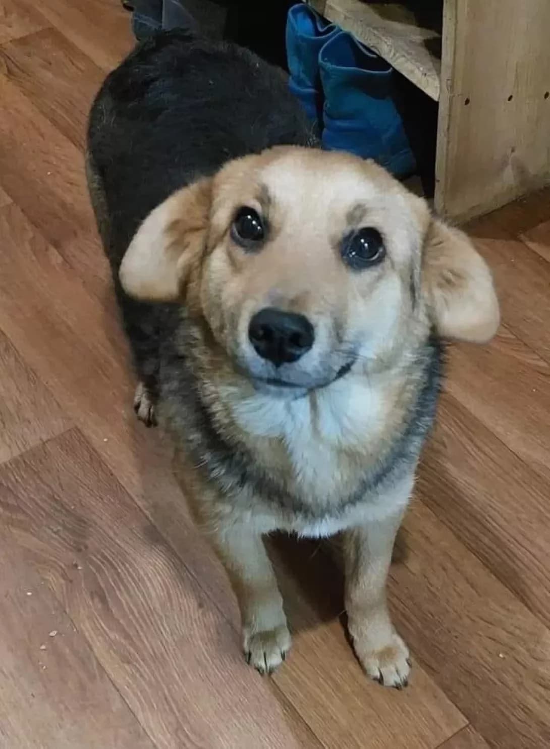 Minusya (Мінуся), female young Mixed Breed for adoption at Happy Paw Poltava