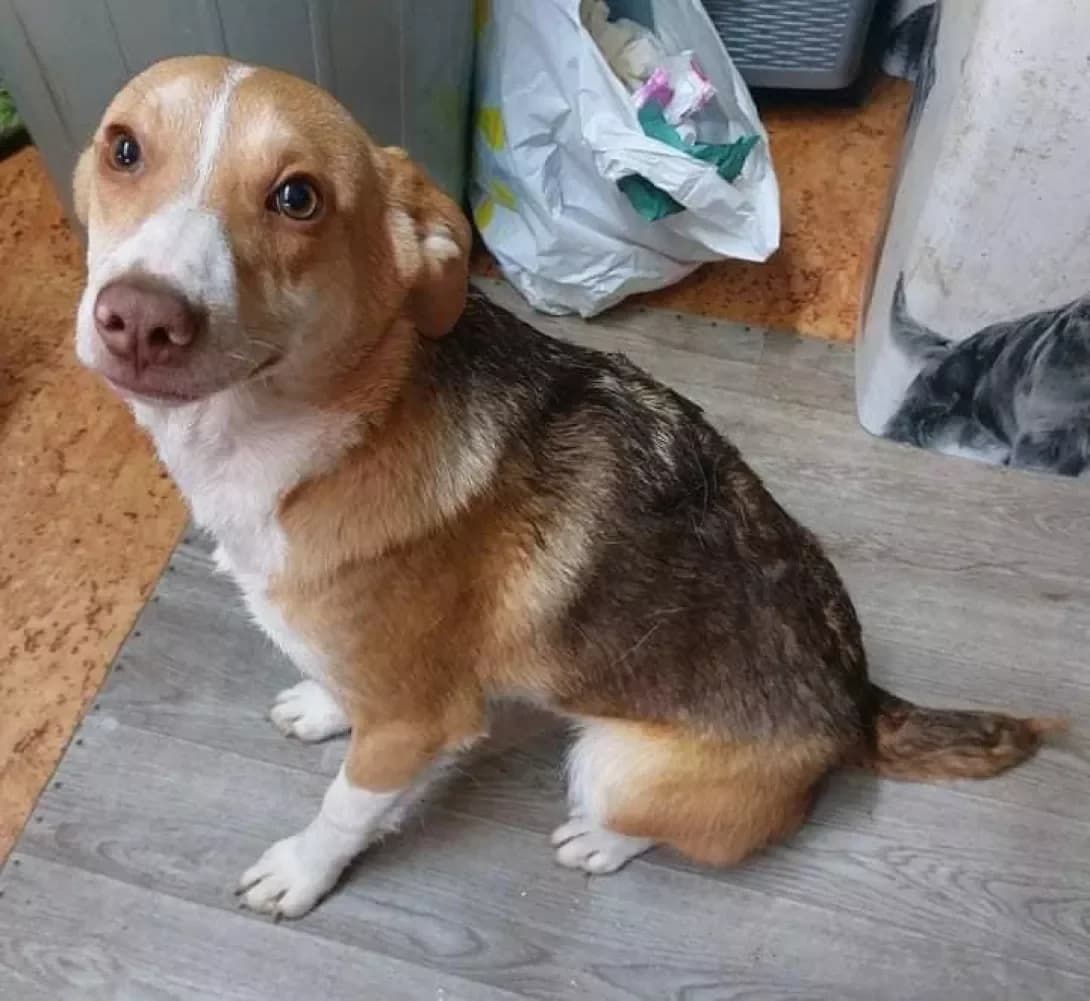 Triksi (Тріксі), female young Mixed Breed for adoption at Happy Paw Poltava