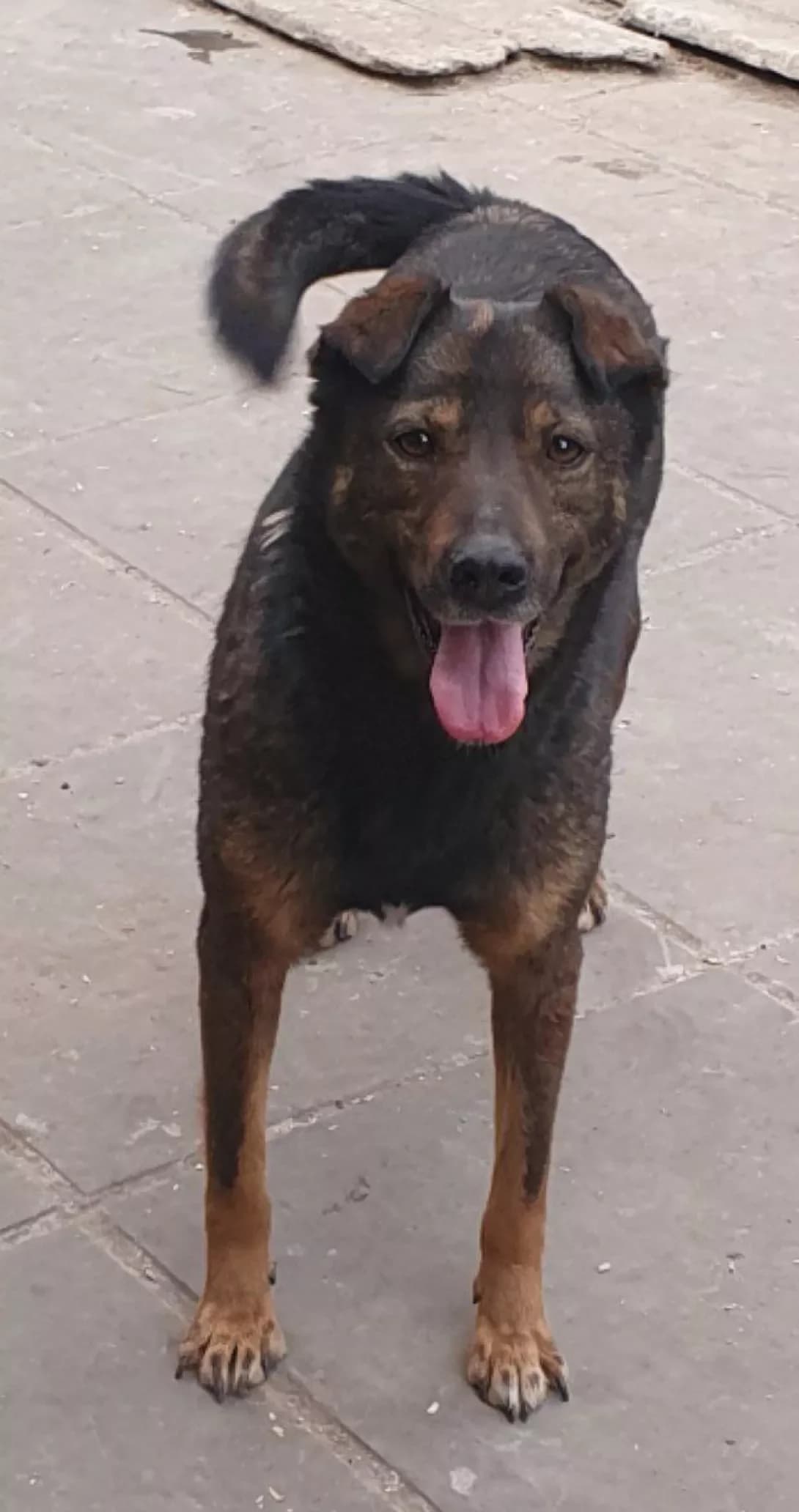 Milasha (Мілаша), female 4yo Mixed Breed for adoption at Happy Paw Poltava