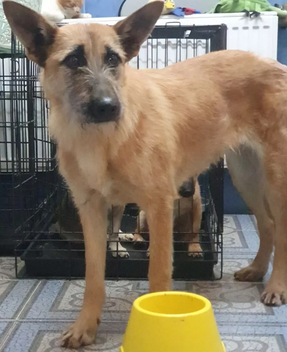 Manya (Маня), female young Mixed Breed for adoption at Happy Paw Poltava